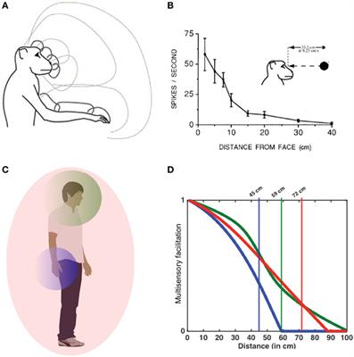 Peripersonal Space: An Index of Multisensory Body–Environment Interactions in Real, Virtual, and Mixed Realities